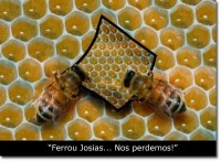 /album/galeria-de-fotos-mundo-animal/animais-43-jpg/